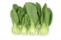 Shanghai Bok Choy