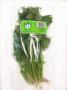 Coriander