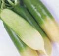 Chinese Turnip (Green)