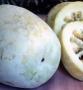 Winter Melon