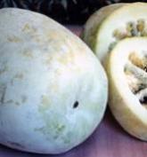 Winter Melon