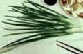 Garlic Chives