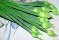 Flowering Chives
