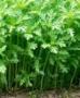 Chrysanthemum Green