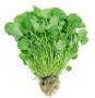 Watercress