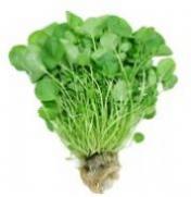 Watercress