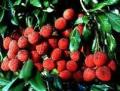 Australian Lychee
