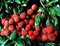 Australian Lychee