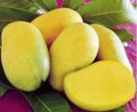 Thai Mango