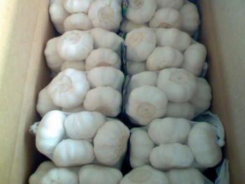 Chinese Garlic