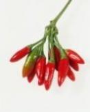 Small Red Chilli