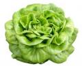 Salanova Lettuce - Green