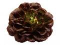 Salanova Lettuce - Red