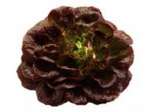 Salanova Lettuce - Red