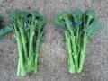 Slender Stems 
