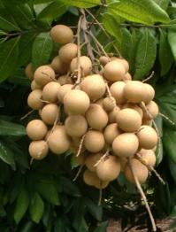 Thai Longan Thai Longan