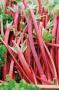 RHUBARB 