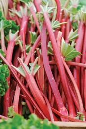 RHUBARB 