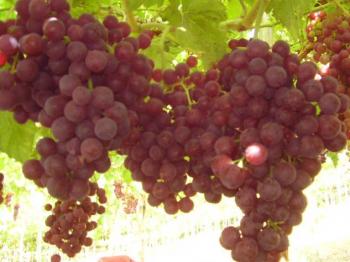 RED GRAPE