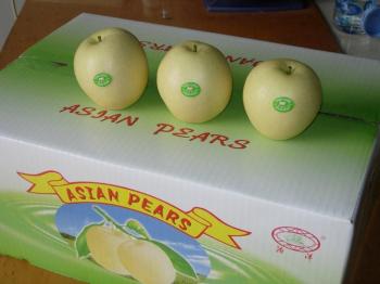 Gold Pear