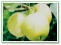 Emerald Pear 
