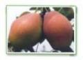 Hong Xiangsu Pear