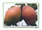Hong Xiangsu Pear