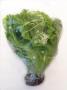 Lettuce-Lolla Biondi 