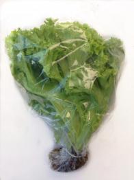 Lettuce-Lolla Biondi 