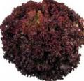 Lettuce-lolla Rossa 