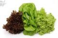 Lettuce-Mix Fancy 