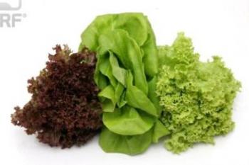 Lettuce-Mix Fancy 