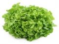 Lettuce-Green Oak