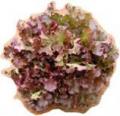 Lettuce-red oak