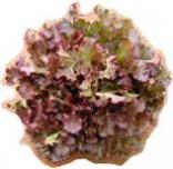Lettuce-red oak