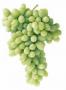 Thomson seedless grapes