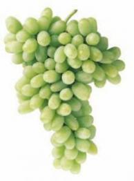 Thomson seedless grapes