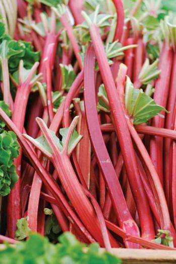 RHUBARB 